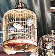 Bird market